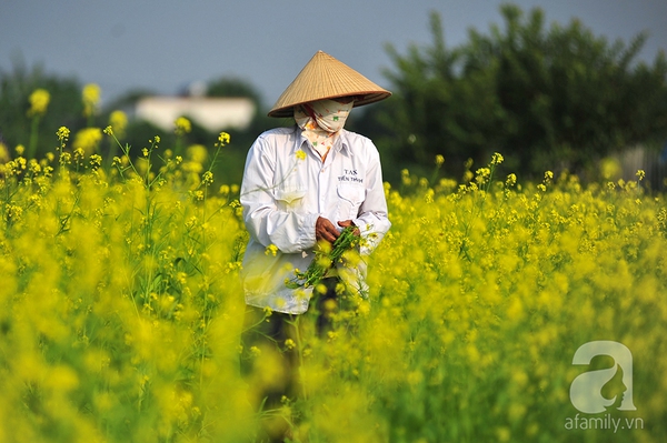 canh-dong-cai-vang